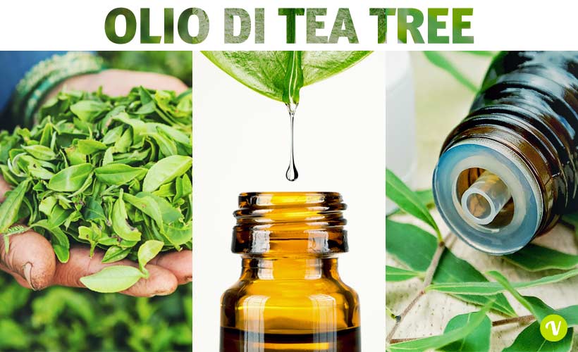 tea-tree-olio-essenziale